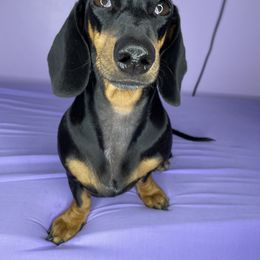 Stormiii - Dachshund