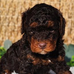 Bernedoodles, Cavapoos, Cockapoos, Goldendoodles, Havapoos, and Poodles from Farquharson's Poodles&Doodles