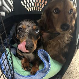 Jojo - Dachshund