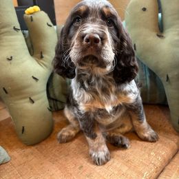 Sage - Liver white and tan English Springer Spaniel puppy in Park Rapids, Minnesota from Lakeside Summit Springers