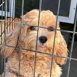 Grace - Cavapoo