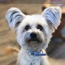 Yorkipoos and Yorkshire Terriers from GRIFFEY'S SPA AND KENNEL