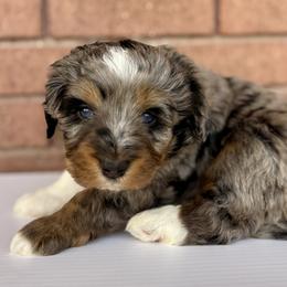 Basil (Yellow) - Tri-color male Bernedoodle puppy in Highland, Utah from Angel Pups Deluxe