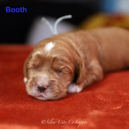 Booth - Red male Cockapoo puppy in Canastota, New York from Silver City Cockapoos