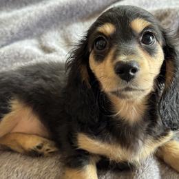 Taffy - Black and cream female Dachshund puppy in Fieldbrook, California from Honeydox Miniature Dachshunds