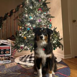 Miniature Australian Shepherd and Toy Australian Shepherd All Grown Up from Rolling Ridge Farms