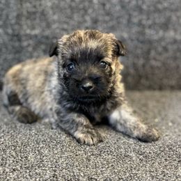 Hank - Brindle male Cairn Terrier puppy in Mountain Grove, Missouri from CreekTop