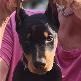 Purple collar - Black and rust female Doberman Pinscher puppy in Byron Center, Michigan from Steel Haus Dobermans