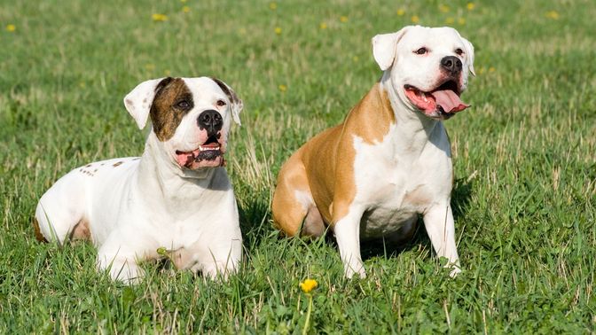 American Bulldog