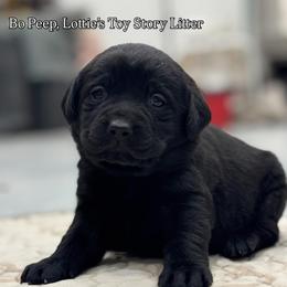 Bo Peep - Black female Labrador Retriever puppy in Owosso, Michigan from Bennington Retrievers