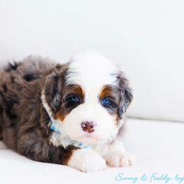 Hulk - Blue merle male Bernedoodle puppy in Diamond Bar, California from Furrytaildoodles
