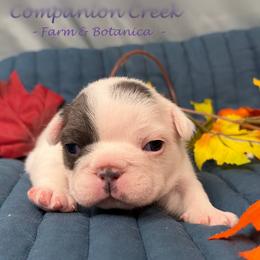 Acorn - Blue female French Bulldog puppy in Bowman, Georgia from Companion Creek Farm