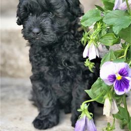 Aussiedoodle Puppies from Little Wonders Aussiedoodles