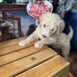 Bernedoodle and Double Doodle Puppies from ETX Dandy Doodle