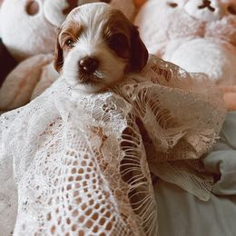 Cavalier King Charles Spaniel and Cavapoo Puppies from Cavapoo Puppy Parade