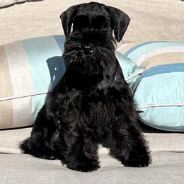 Giant Schnauzer and Miniature Schnauzer Puppies from My Angel Schnauzers