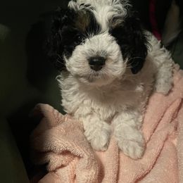 Bernedoodle Puppies from Birdie Bernedoodles