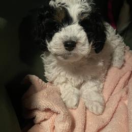 Bernedoodle Puppies from Birdie Bernedoodles
