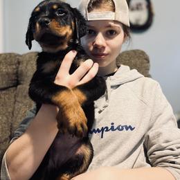 Rottweiler Puppies from Vom Arnold-Hause Rottweilers