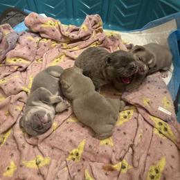 French Bulldog Puppies from French Kisses