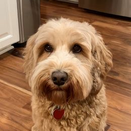 Lila - Australian Labradoodle