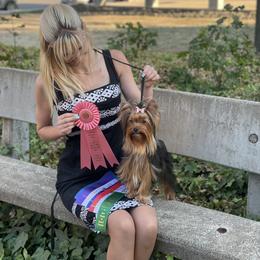 Maltese and Yorkshire Terrier Puppies from Kallos kennels