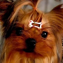 Chaislyn - Yorkshire Terrier