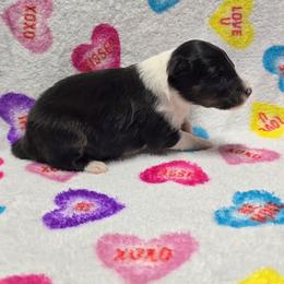 Candy - Black white and tan female Shetland Sheepdog puppy in Wapello, Iowa from Willow Rayne shelties and more