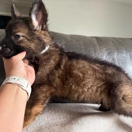 Silver collar - Sable male German Shepherd puppy in Denver, Colorado from Morales Kennels