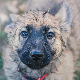 Pink - Sable female German Shepherd puppy in Rolling Hills, Wyoming from Wyohaus German Shepherds