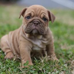 Girl 1 - Fawn and white female Bulldog puppy in Rome, Georgia from English Bulldogs of the Seven Hills