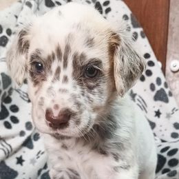 Sally (Purple Collar) LUA - White and liver brown female Dalmatian puppy in Raymondville, Missouri from Wagner's Dalmatian's