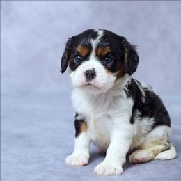 Eve - Tri-color female Cavalier King Charles Spaniel puppy in Apple Creek, Ohio from Grandeur Valley Puppies