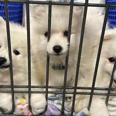 Japanese Spitzs from Konalae Japanese Spitz Jr.