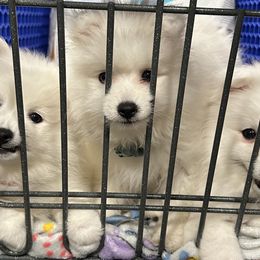 Japanese Spitzs from Konalae Japanese Spitz Jr.