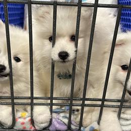 Japanese Spitzs from Konalae Japanese Spitz Jr.