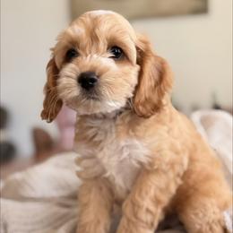 Bibble - Red and white male Cockapoo puppy in Waco, Texas from Cedar Ranch