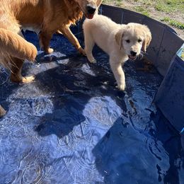 Golden Retriever Puppies from Apple Country Retrievers