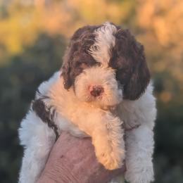 Liù - White female Lagotto Romagnolo puppy in Coos Bay, Oregon from Royal and Loyal Lagotto Romagnolo