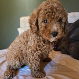 Bernedoodle and Goldendoodle Puppies from 4goldendoodles