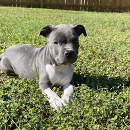 American Bullies from Unbullievable Bullies