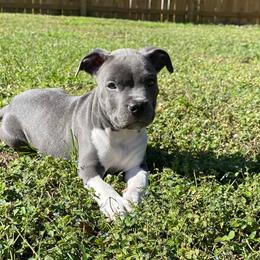 American Bullies from Unbullievable Bullies