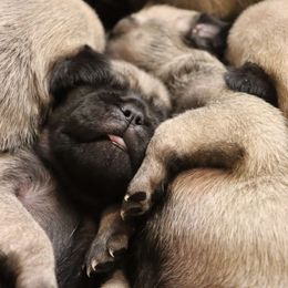 Pug Puppies from The Grumble Pack
