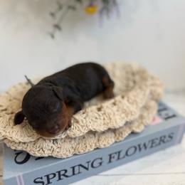 Moss - Chocolate male Cavapoo puppy in Mesa, Arizona from Floralie Doodles