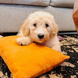 Leo Light Blue - Fawn and white male Sheepadoodle puppy in Republic, Missouri from DOOD & Co