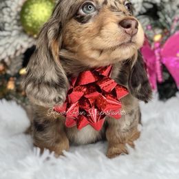 Dachshund Puppies from RRD