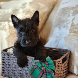 Scottish Terrier Puppies from Schulte's  Scottish Terriers