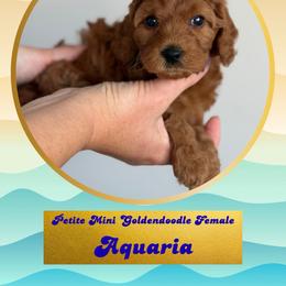 Aquaria - Red  female Goldendoodle puppy in Redmond, Oregon from Bourbon and Lace Doodles
