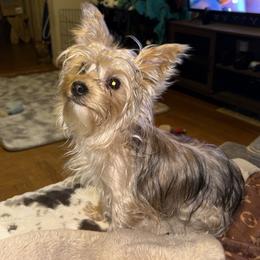 Roscoe - Yorkshire Terrier