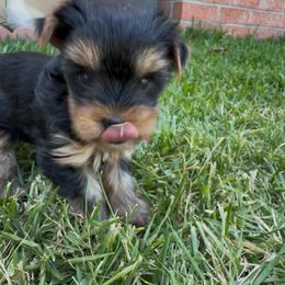 Girl 1 - Black and gold female Yorkshire Terrier puppy in Concord, California from Real Yorkies of NorCal